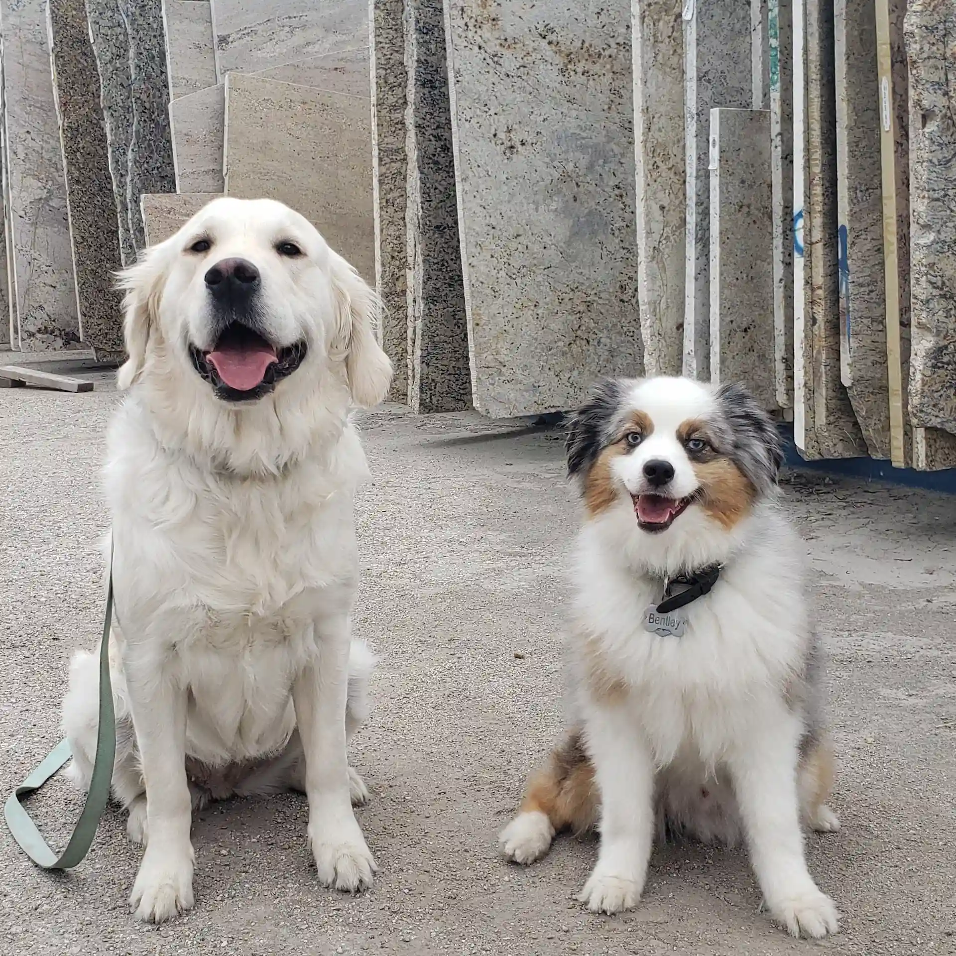 belle and bentley (1)